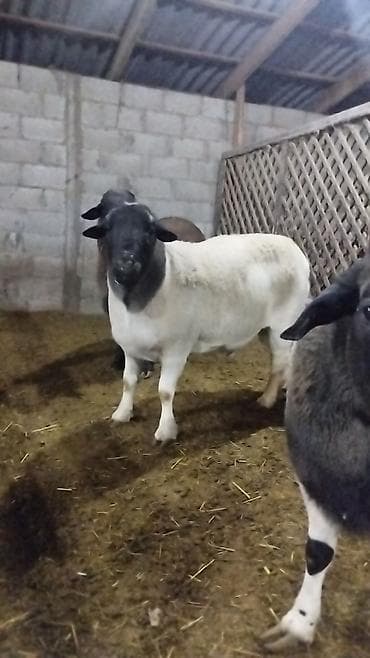 баран ягнята: Продаю | Баран (самец) | Для разведения | Племенные — 3