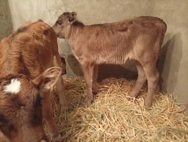 продажа коров: Продаю | Бык (самец), Музоо, торпок | Швицкая — 5