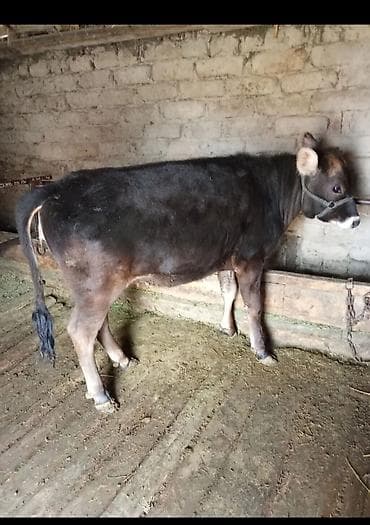 Коровы, быки: Продаю | Тёлка | На откорм | Привязанные — 1