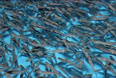 вишня кг цена: Мальки из разных стран. Стальноголовая фореля происхождение Trout — 3