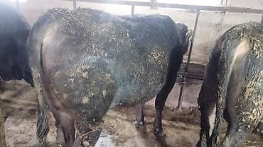 Продаю | Бык (самец) | На откорм | Племенные