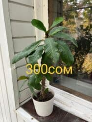 туалетный столик с подсветкой бишкек: Комнатные цветы по оптовым ценам — 7