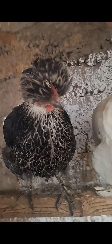 несушки кур: Продаю | Куры | Для разведения — 7