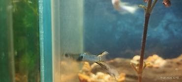 Гуппи (Poecilia reticulata) – декоративная аквариумная рыбка. согласен