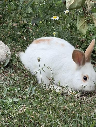 котята рыжие: Домашний кролик декоративной породы Описание: - Окрас: белый с — 1