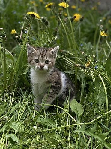 Үй жаныбарлары: Котята шотландской породы скоттиш фолд и скоттиш страйт Приучены к — 5