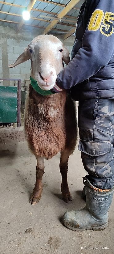 турецкий кангал цена: Продаю | Баран (самец) | Арашан | Для разведения | Племенные — 4