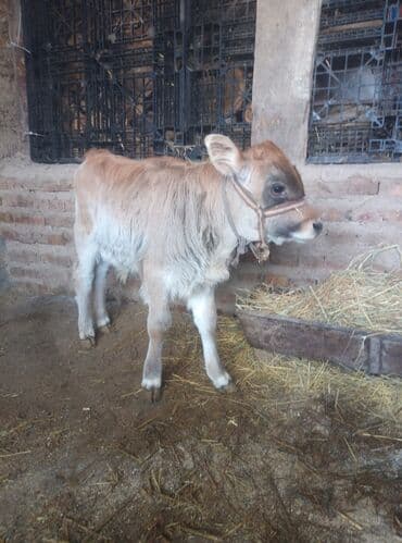 бычок телка: Продаю | Бык (самец) | На откорм | Привязанные — 3