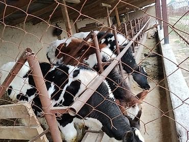 кыргыз довот ит: Сатам | Музоо | Аргын | Бордоп семиртүү үчүн | Байланган — 1