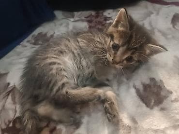 Продажа кошек: Продаются четверо котят смешанной породы на САМОВЫВОЗ. Мать котят — 6