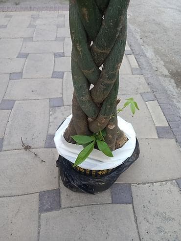 денежное дерево: Платная доставка — 3