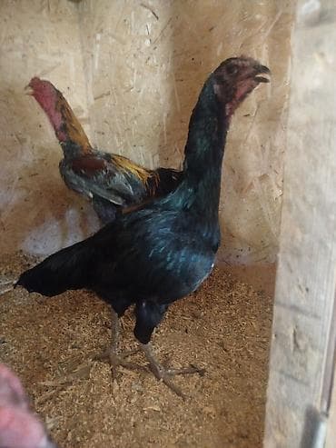 срочно в связи с переездом: Дакан мекиштер сатылат активный алмашу жолдору бар адрес Заря Тынчтык — 5