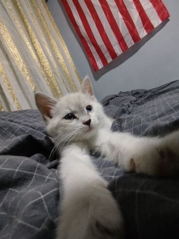 породистые кошки цена: Беспородная, 2 месяца, Девочка, Белый — 4