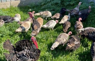 кошка рэгдолл: Продаю | Индюк (самец) | Для разведения | Племенные — 1