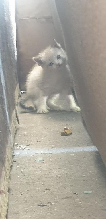 кошка шотланская: Котята, домашние мурлыки одна штука 100сом приучены милый - Порода — 5