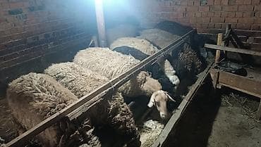 куры марьям бишкек: Продаю | Овца (самка) | Полукровка | Для разведения | Матка — 5