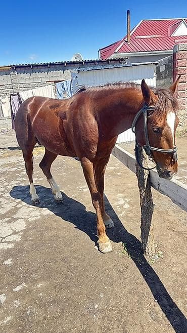 индюк самец: Продаю | Конь (самец) | Полукровка | Рабочий — 5