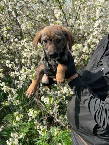 домик для собаки уличный: Ищем дом замечательной девочке. Привита,обработана. Привезём сами при — 5