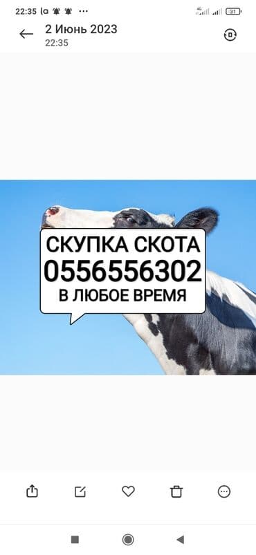 купить кошку бишкек: Куплю | Коровы, быки, Лошади, кони | Круглосуточно, Любое состояние, Забитый — 1