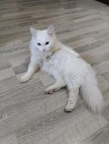 кошки без шерсти: Турецкая анкорка, белоснежная длинношёрстная кошка с гетерохромией — 4