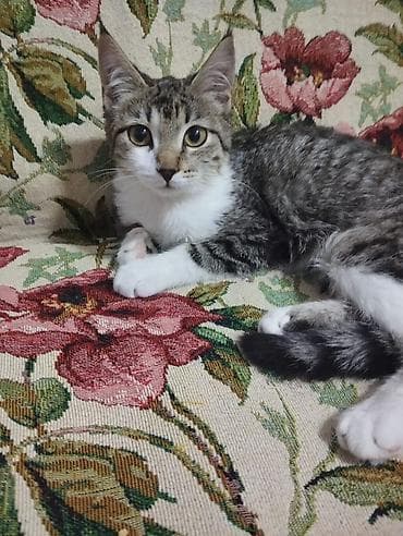 scottish fold: Отдам котенка в добрые руки,очень ласковый,чистый,милый котенок.Знает — 4