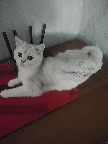 британец вязка: Продаю кошечку шотландская окрас серебристая шиншилла 7 месяцев к — 5