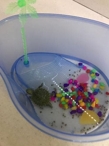 Мини-террариум для водных черепах - Прозрачный пластиковый контейнер