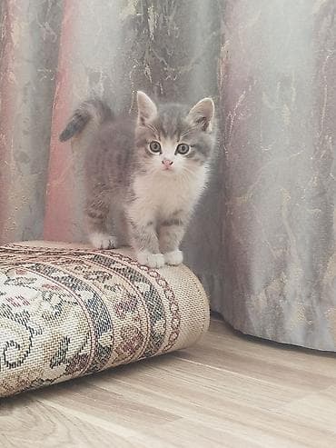 дом кошка: Отдам котят добрые руки — 2