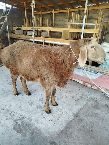 куплю собаку алабай: Продаю | Овца (самка) | Для разведения | Матка — 1