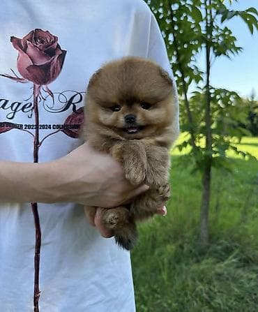 Продажа собак: Шпиц, 1 месяц, Самка, С прививкой, С родословной — 6