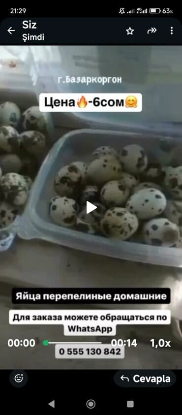 Перепелиные яйца домашние - Происхождение: г. Базар-Коргон - Цена: 6