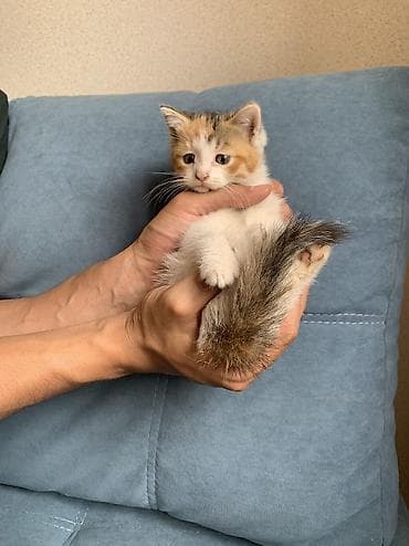 scottish fold: 1 месяц, Девочка, Приучена к лотку — 2