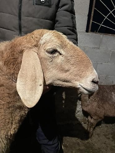 летучая мыш: Продаю | Овца (самка) | Арашан | Для разведения | Матка — 3