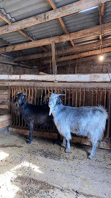 Продаю | Коза (самка) | Полукровка | Для разведения