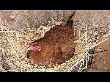 сибрайт куры: Продаю | Куры | Для разведения — 1