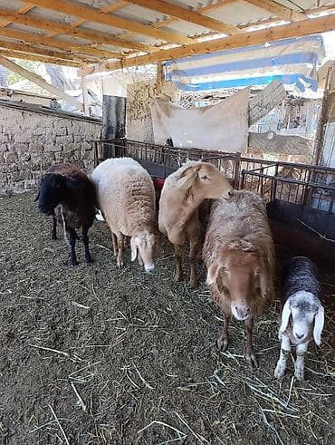 сена туки: Продаю | Овца (самка) | Эдильбаевская | Для разведения | Матка — 7