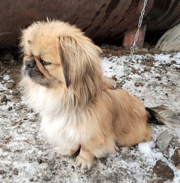 Собаки: Продаю пекинес (миниатюрная декоративная собака). НЕ ЗВОНИТЬ — 2