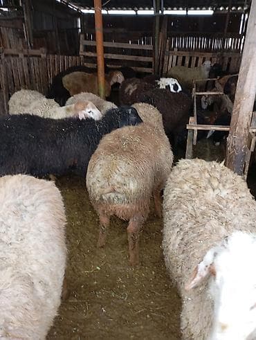 романский баран: Продаю | Овца (самка) | Полукровка | Для разведения | Ярка — 2