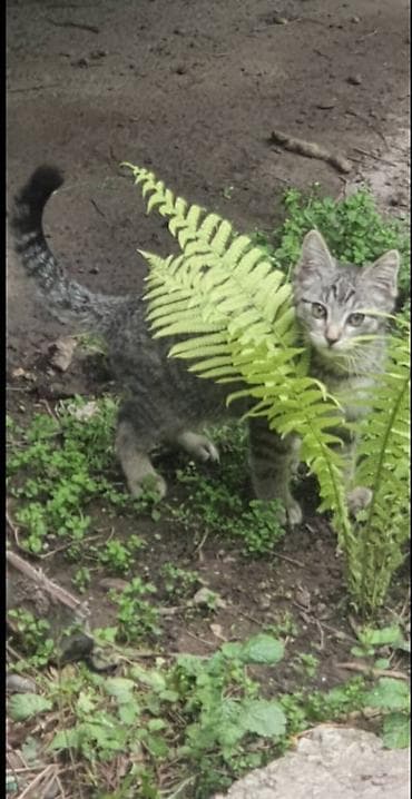 Отдам даром кошку: В добрые руки, котёнок, мальчик, 4 месяца, кушает всё, лоток знает — 4