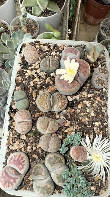 point b: Литопсы (живые камни) — коллекционные суккуленты в плошке. - — 2