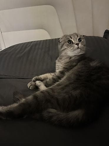 машинка для животных: Шотландская вислоухая кошка (Scottish Fold) - Окрас: серый табби — 7