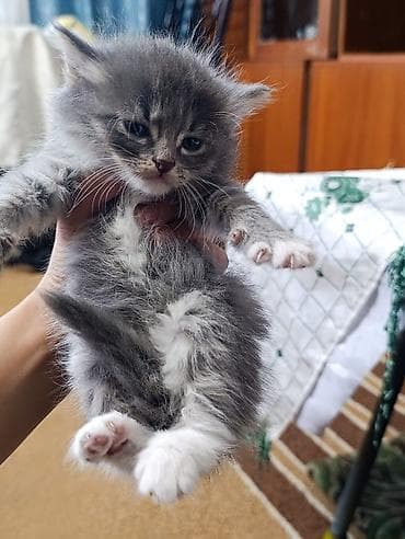 Отдам даром кошку: Отдам за символическую плату котят. Котятам чуть больше месяца, и уже — 4
