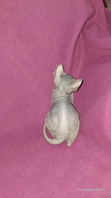 голая кошка девочка: Предлагаются к бронированию Котята донского сфинкса.Отдавать буду в 2 — 8