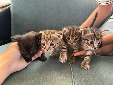 cat sofa: Скотиш Фолд (Шотландская вислоухая), 1 месяц, Мальчик, Золотая шиншилла, Приучена к лотку — 1