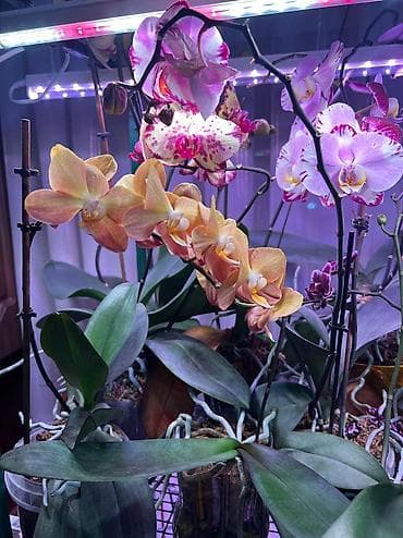 корзина для цветов: Продам орхидеи! Прекрасные фаленопсисы с яркими, здоровыми цветами — 2