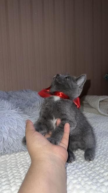 Британская короткошёрстная, 2 месяца, Девочка, Серый, Приучена к лотку, Проглистована, С прививками