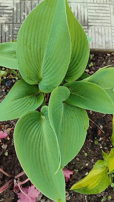 лист контейнер: Хосты декоративные, саженцы в контейнерах - Разнообразие расцветок — 3