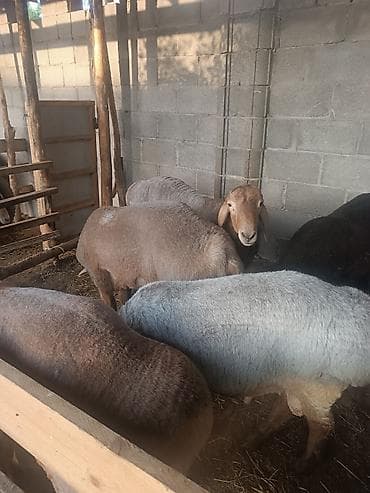 продам котят шотландских: Продаю | Баран (самец) | Арашан | На забой | Племенные, Осеменитель — 9