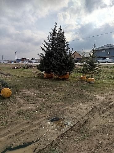 пересадка елки: Ели/хвойные деревья с комом земли для пересадки - Породы: ель (в т — 4