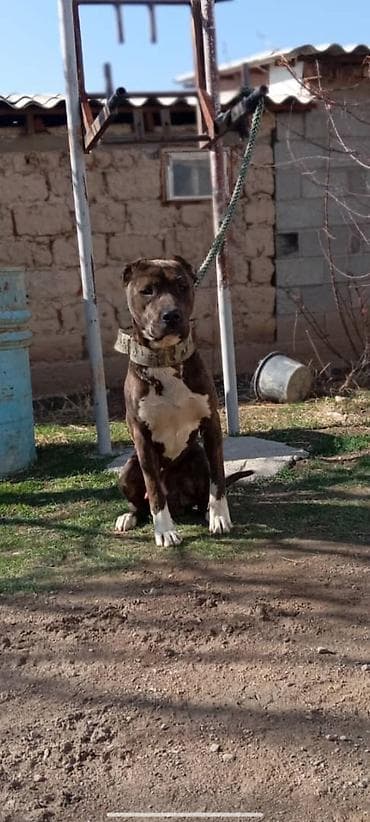 Аквариумдар: Питбуль, 10 айлык, Эркек — 2